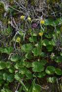 Image of Caltha-Leaf Avens