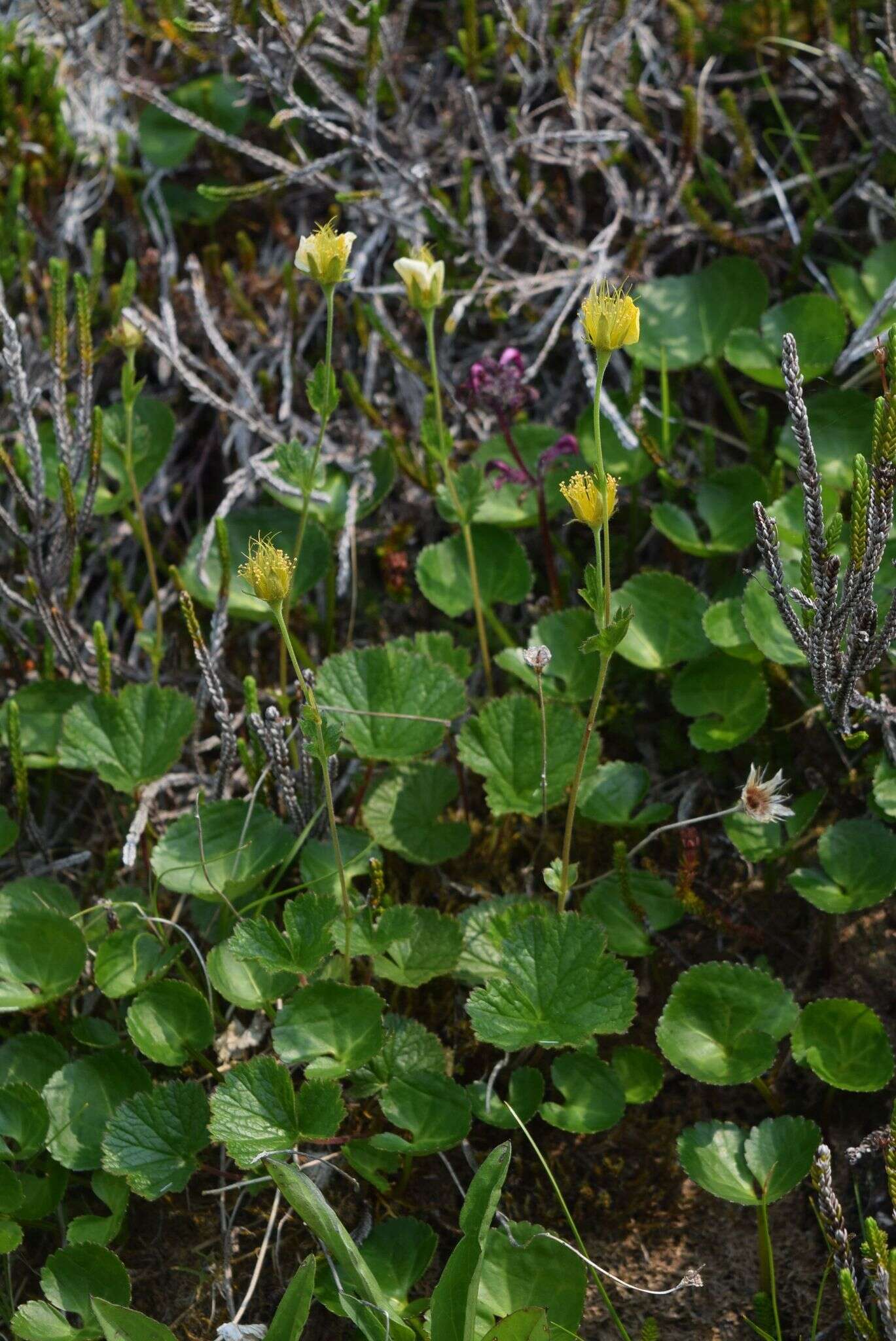 Image of Caltha-Leaf Avens