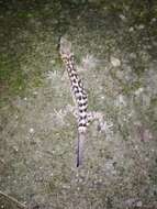 Image of Khasi Hills bent-toed Gecko