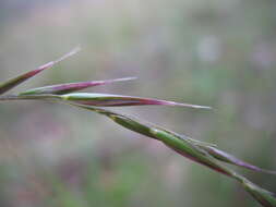 Image of Grass