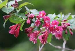 Image of crimson weigela