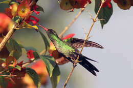 Слика од црвеноклуно колибри