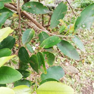 Image de Erythroxylum sideroxyloides Lam.