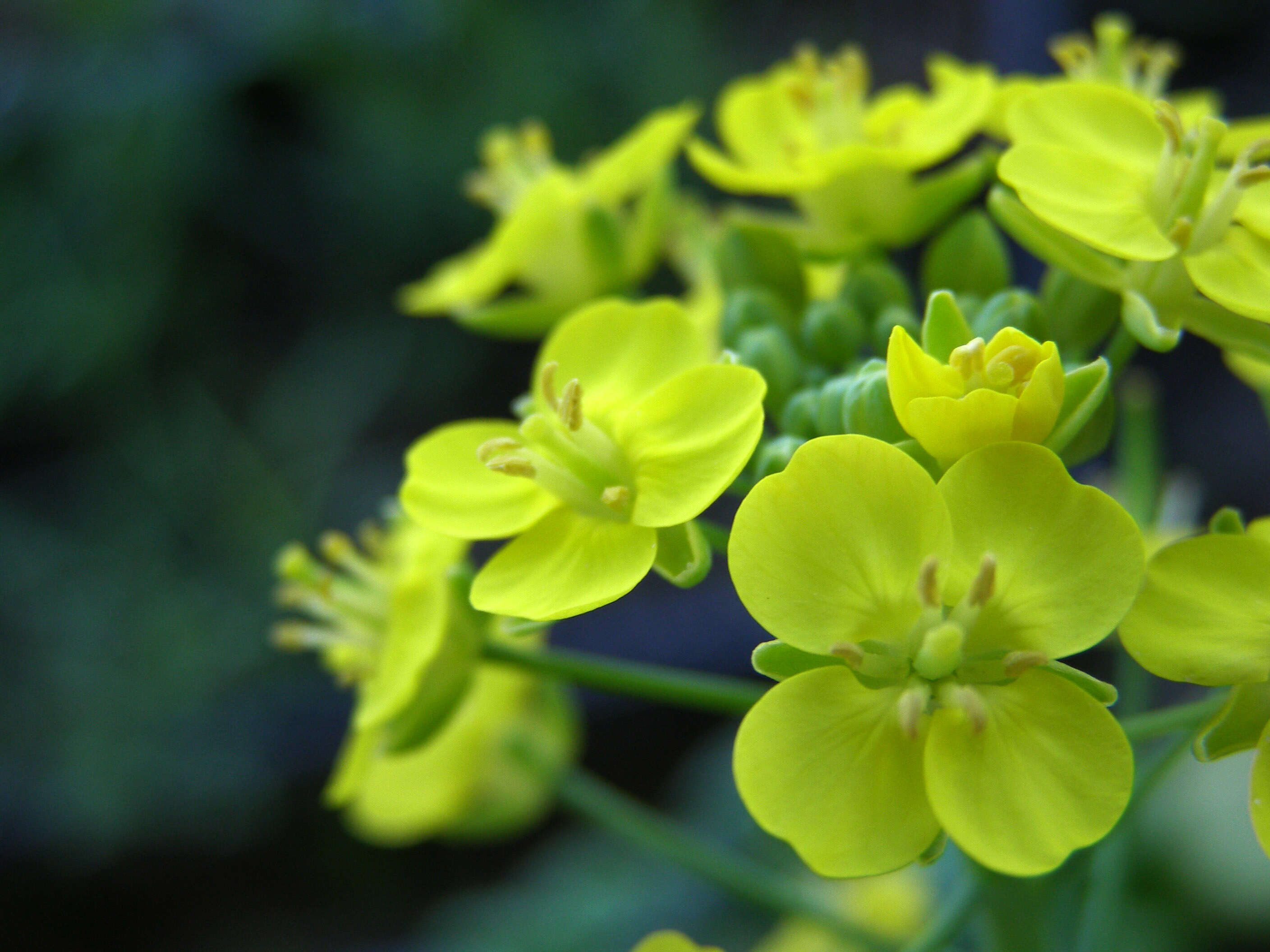 Image of pak choi