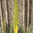 Image of Aloe vera