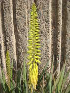 Image of Aloe vera