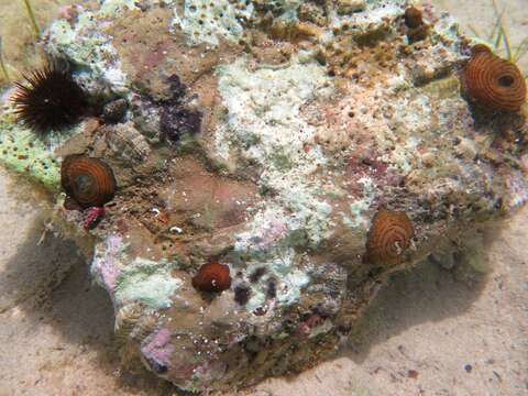 Image of Girdle anemone