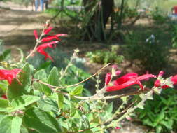 Image of pineapple sage