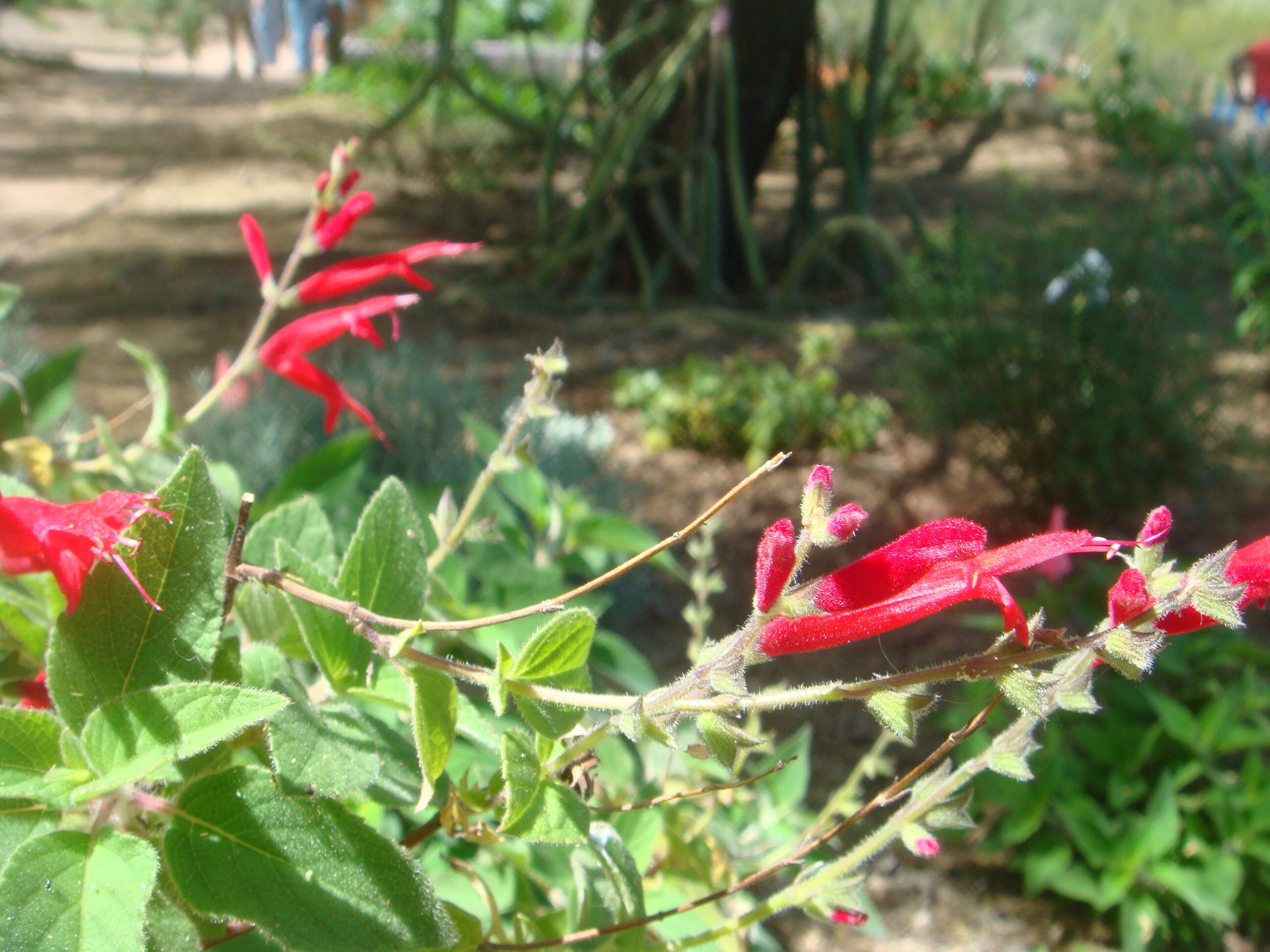 Image of pineapple sage