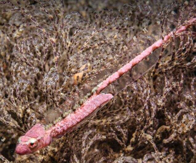 Image of Eel clingfish