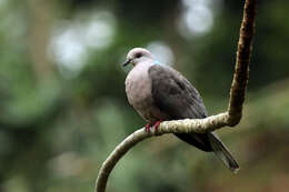 Image of Ring-tailed Pigeon