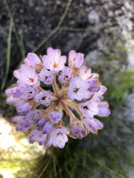 Image of Dilatris pillansii W. F. Barker