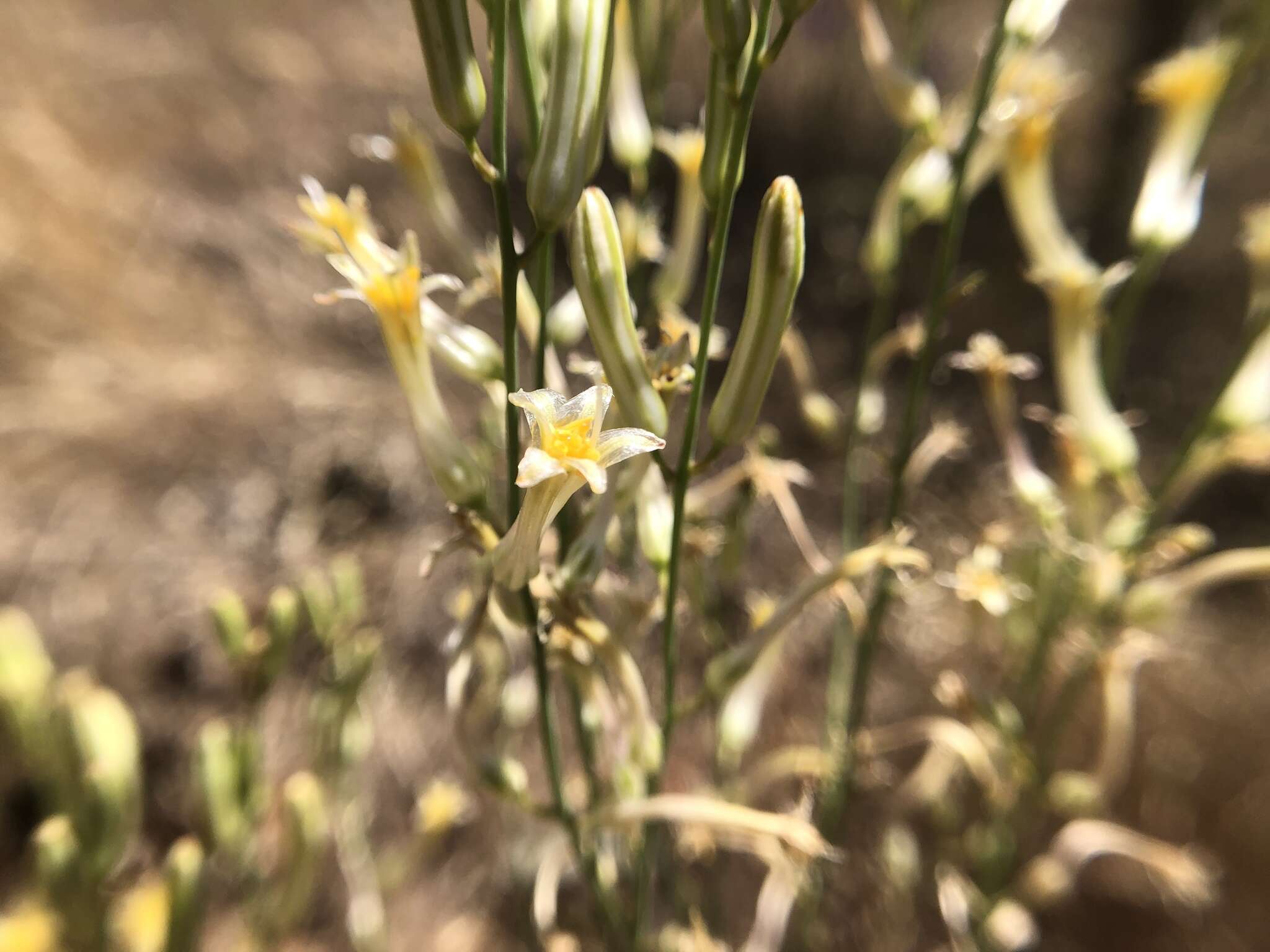 Image de Chlorogalum grandiflorum Hoover