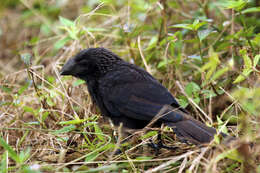 Imagem de Crotophaga Linnaeus 1758