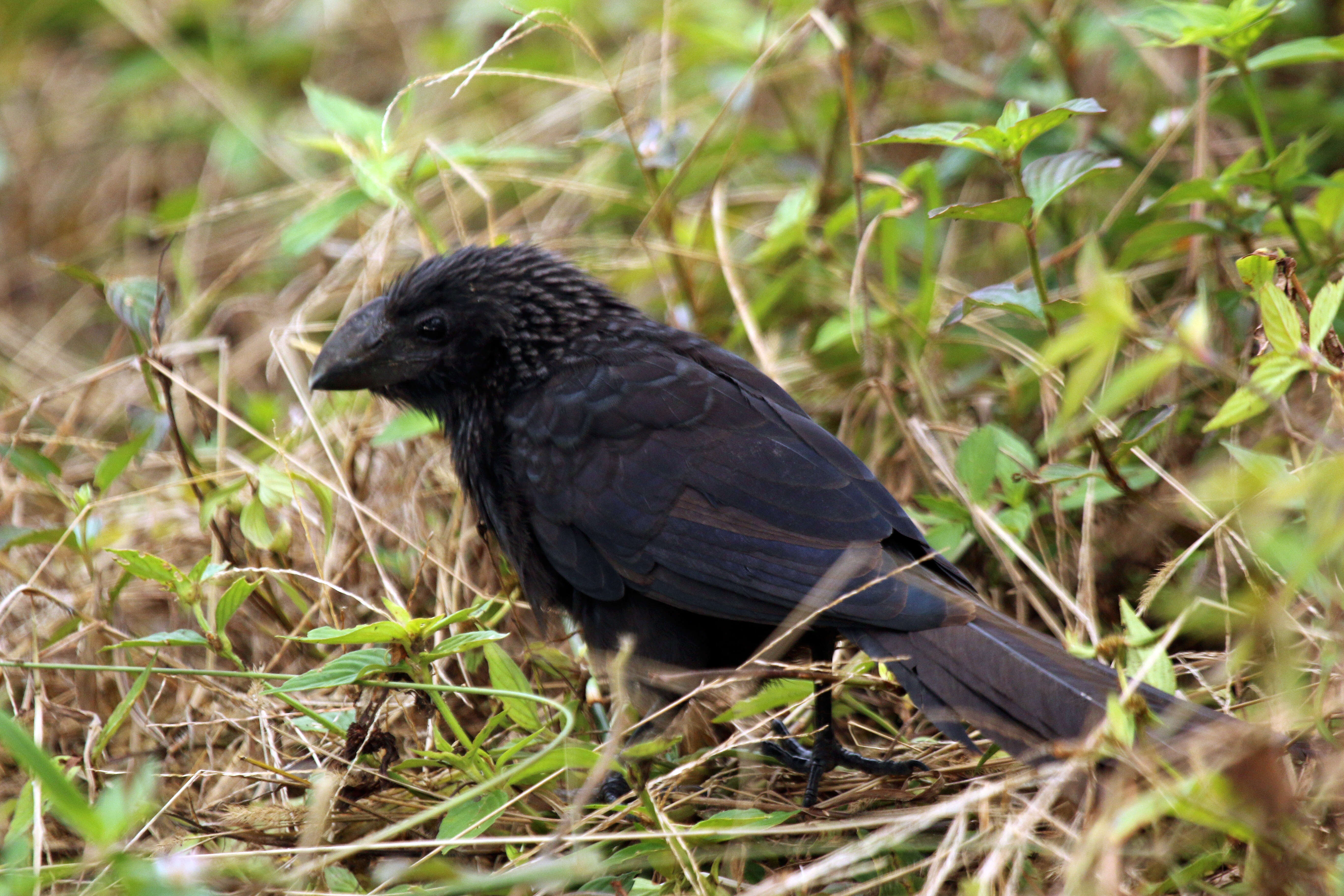 Plancia ëd Crotophaga Linnaeus 1758