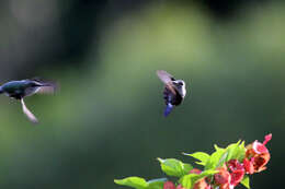 Image of Vervain Hummingbird