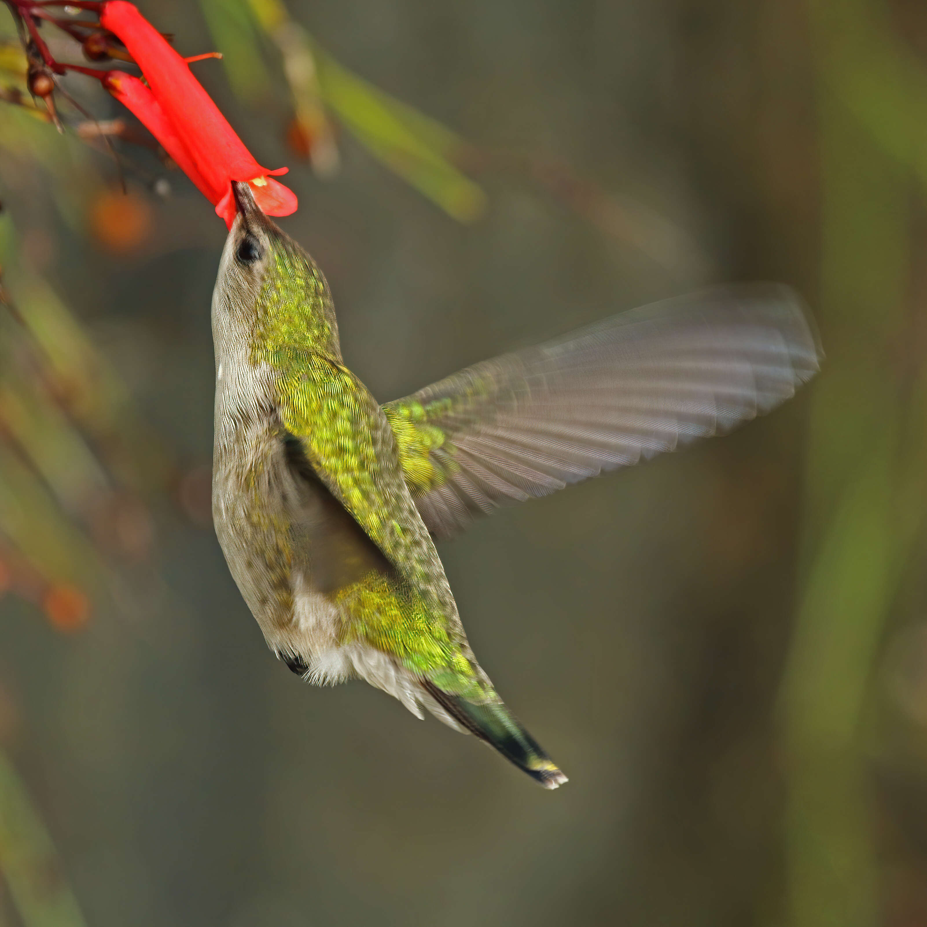 Image of Vervain Hummingbird