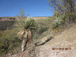 Image of Dasylirion acrotrichum (Schiede) Zucc.