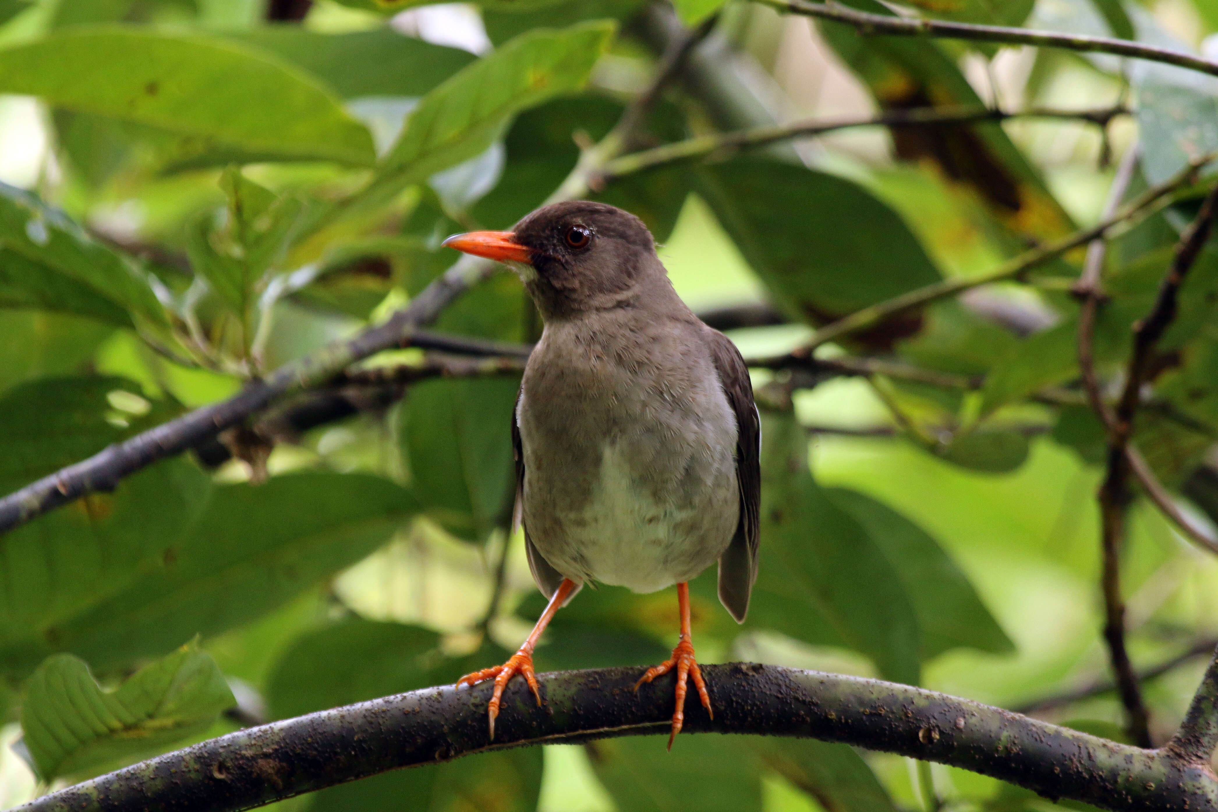 Image of White-chinned Thrush