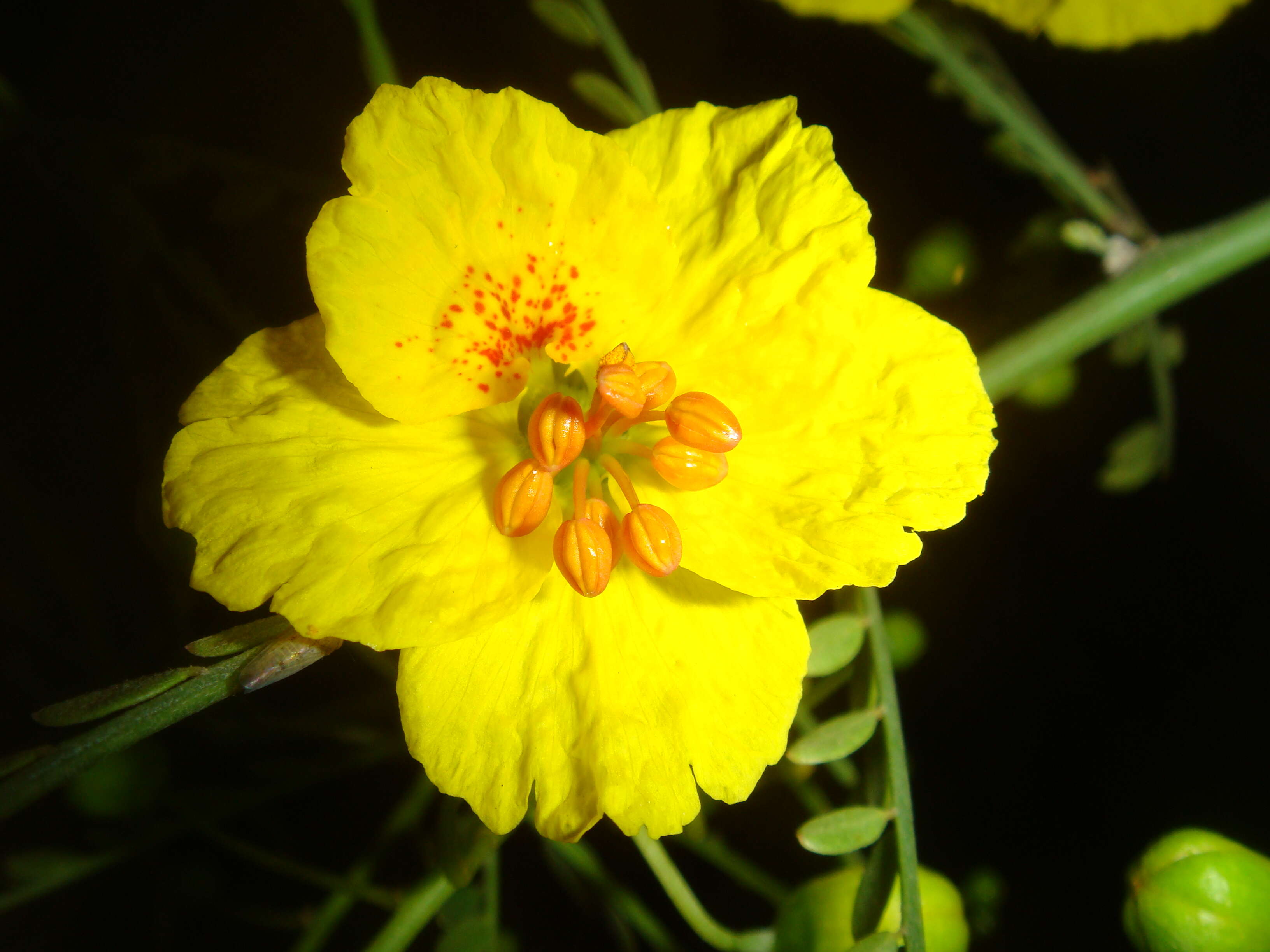 Image of Cercidium floridum