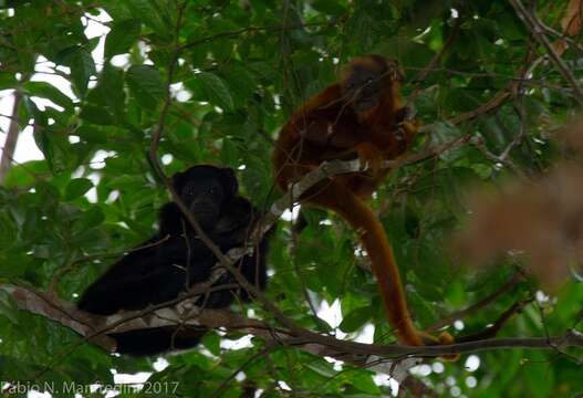 Image of Black and Red Howler