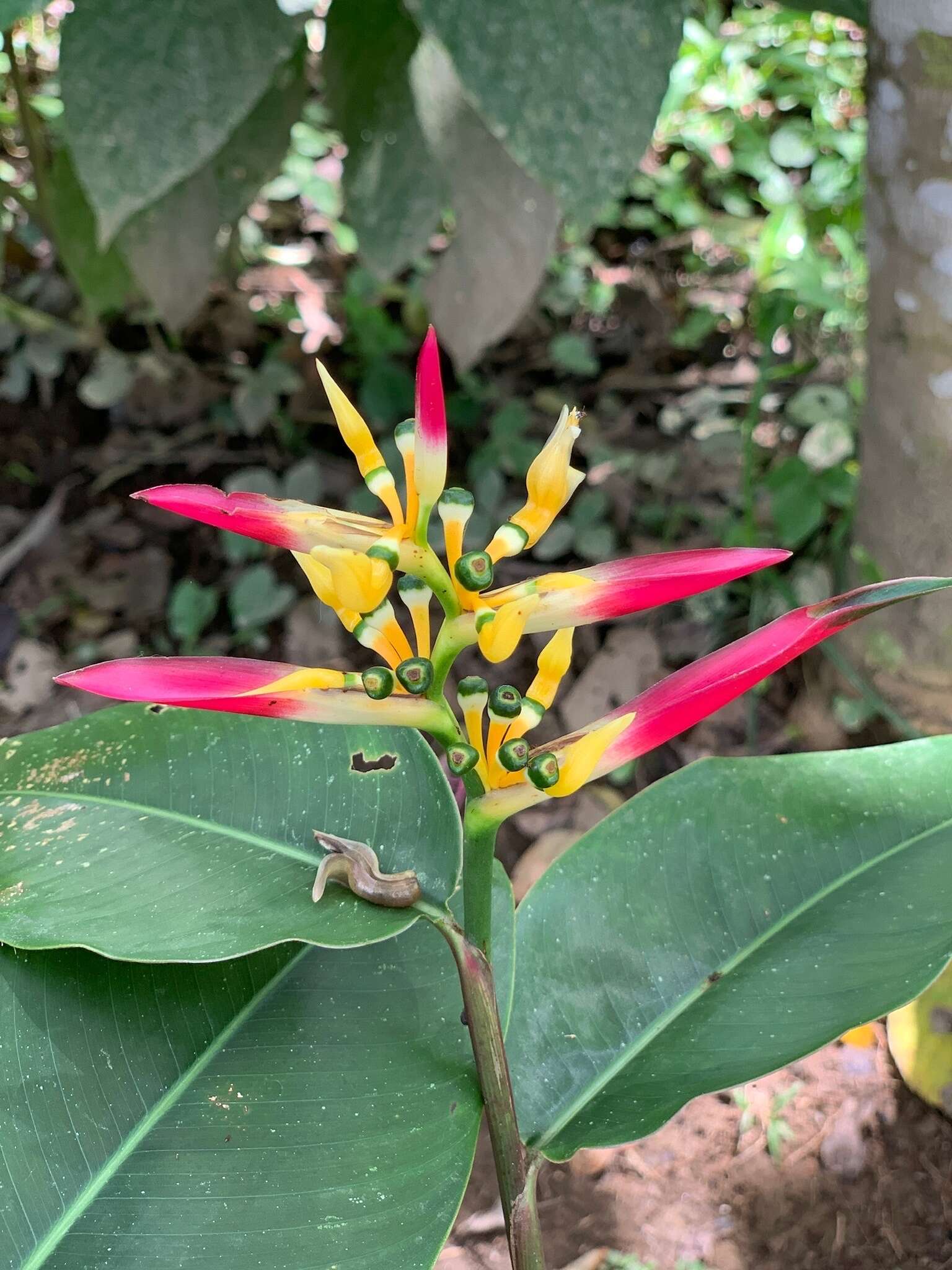 Image of Heliconia hirsuta L. fil.