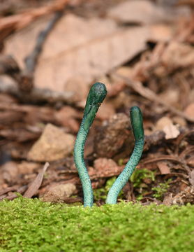 Image of green earth tongues