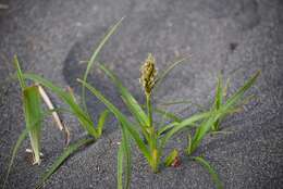 Image of largehead sedge