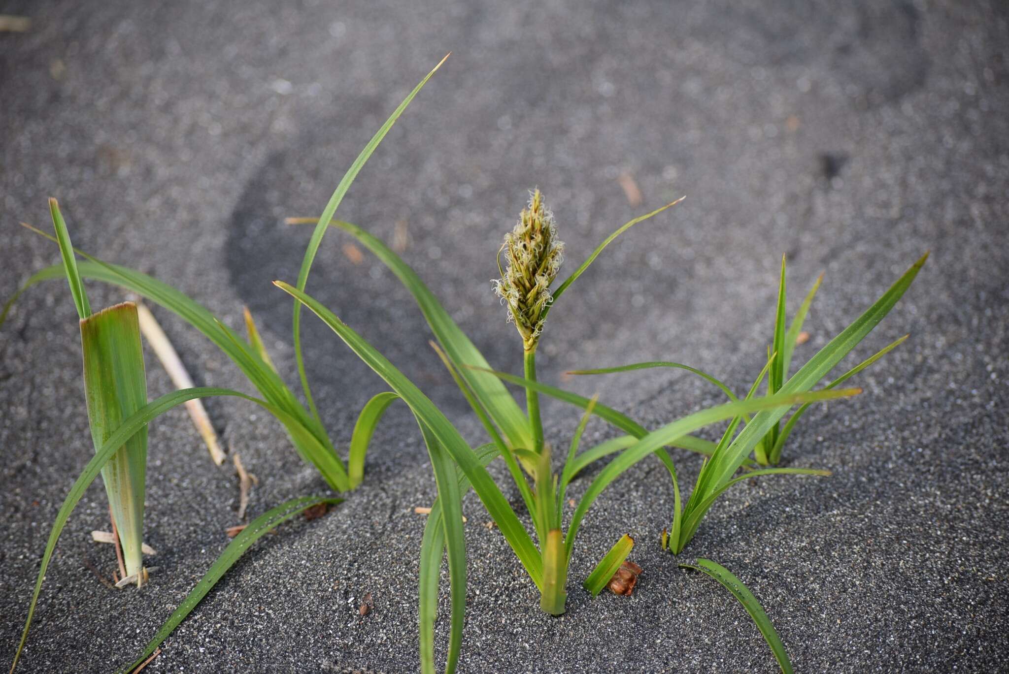 Image of largehead sedge