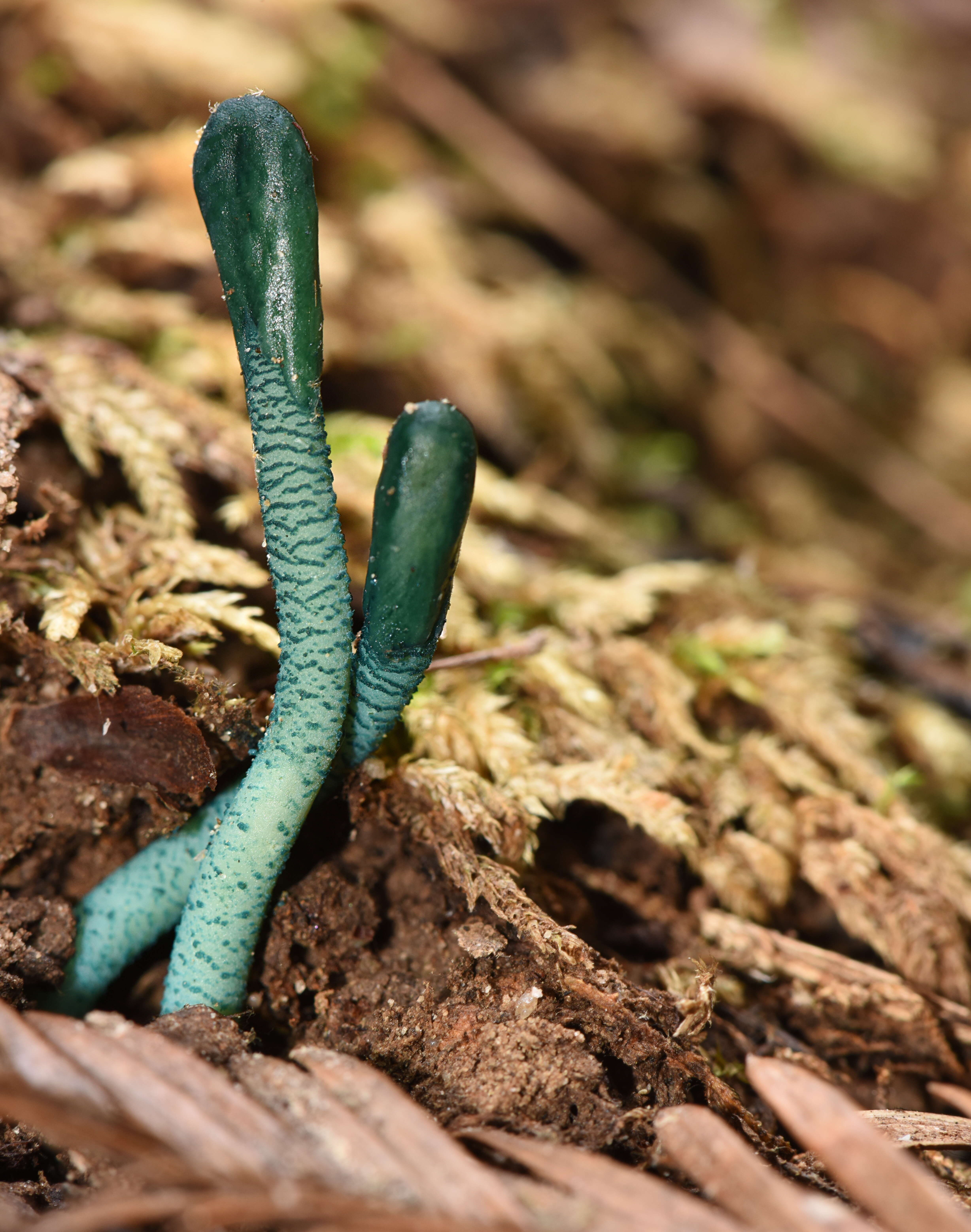 Image of green earth tongues