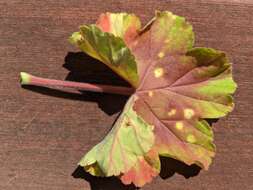 Image of Puccinia pelargonii-zonalis Doidge 1926