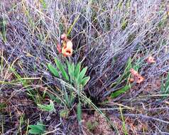 Image of Cape buttercup