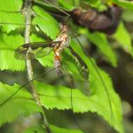 Image of Leptotarsus (Macromastix) lunatus (Hutton 1900)