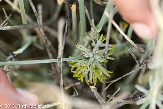 Image of Orthanthera albida Schinz