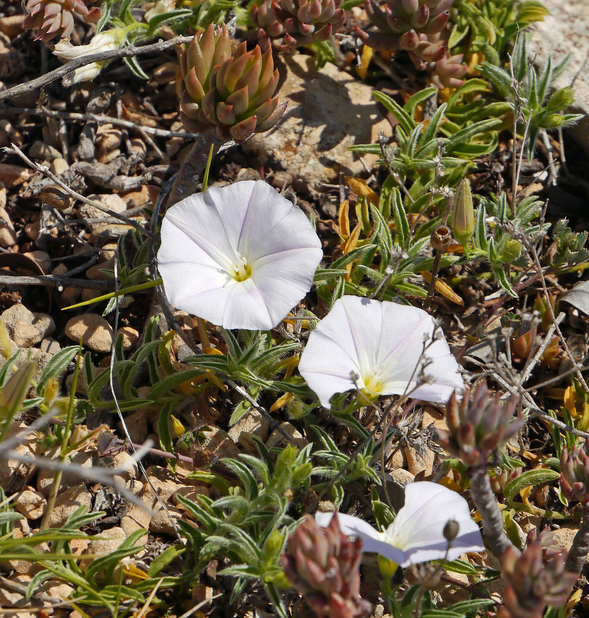 Image of Convolvulus valentinus Cav.