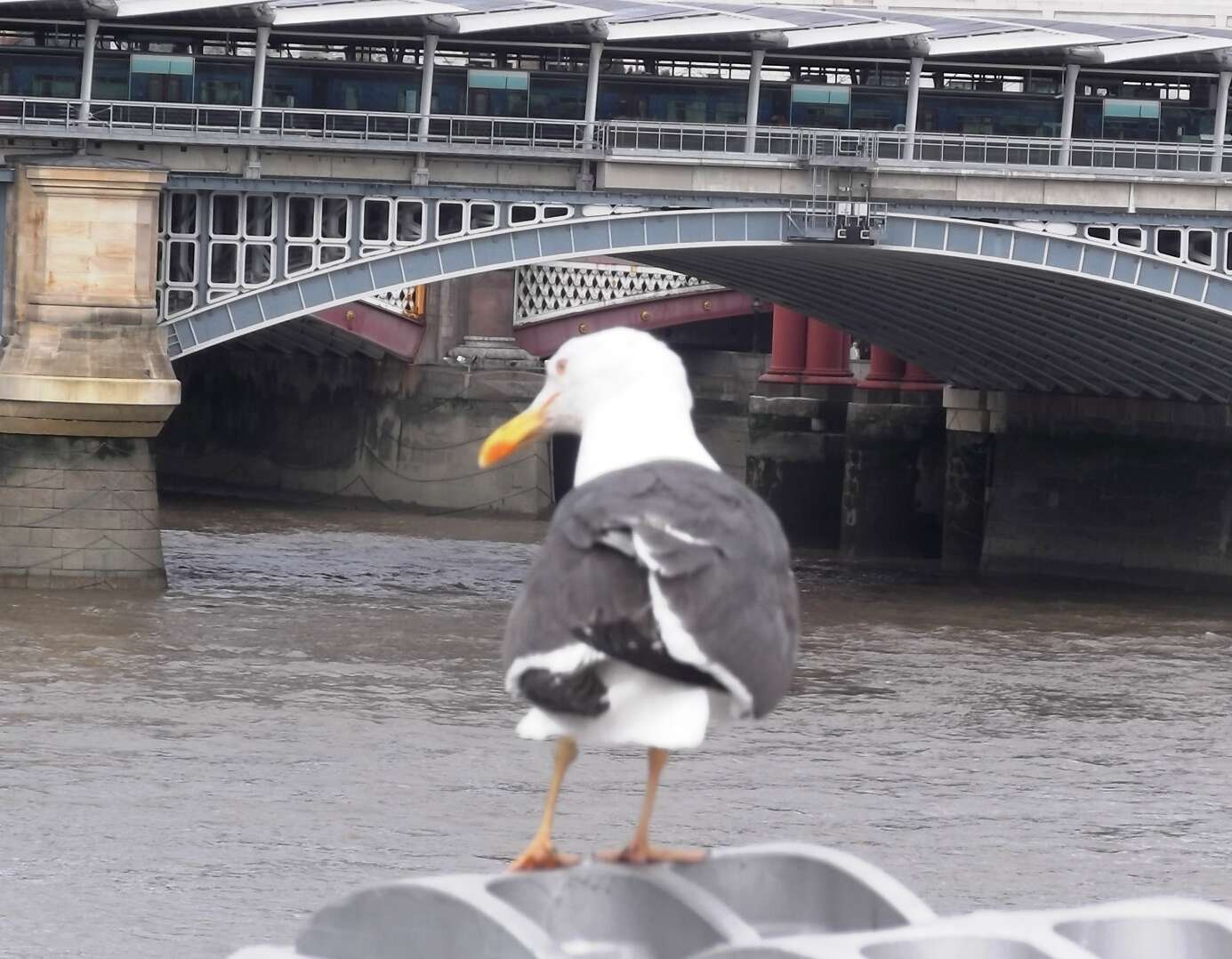 Image of Lesser Black-backed Gull