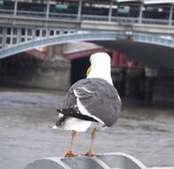 Image of Lesser Black-backed Gull