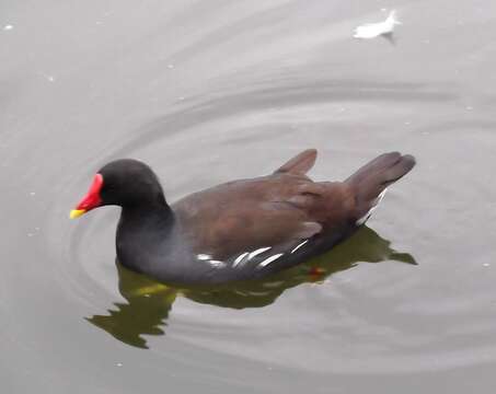 Image of Dusky Moorhen