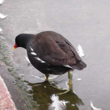 Plancia ëd Gallinula tenebrosa Gould 1846