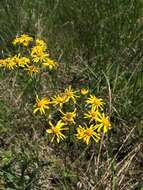 Image of golden ragwort