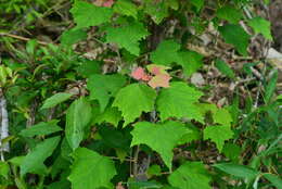 Image of Mallotus paniculatus var. formosanus (Hayata) Hurus.