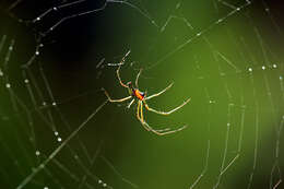 Image of Leucauge venusta (Walckenaer 1841)