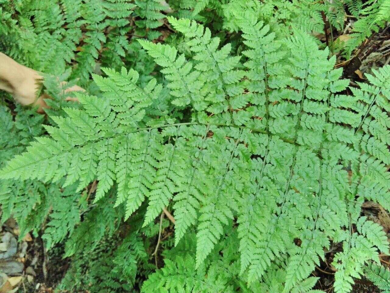 Image de Dryopteris guanchica Gibby & Jermy