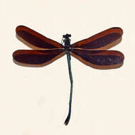 Image of Atrocalopteryx atrata (Selys 1853)