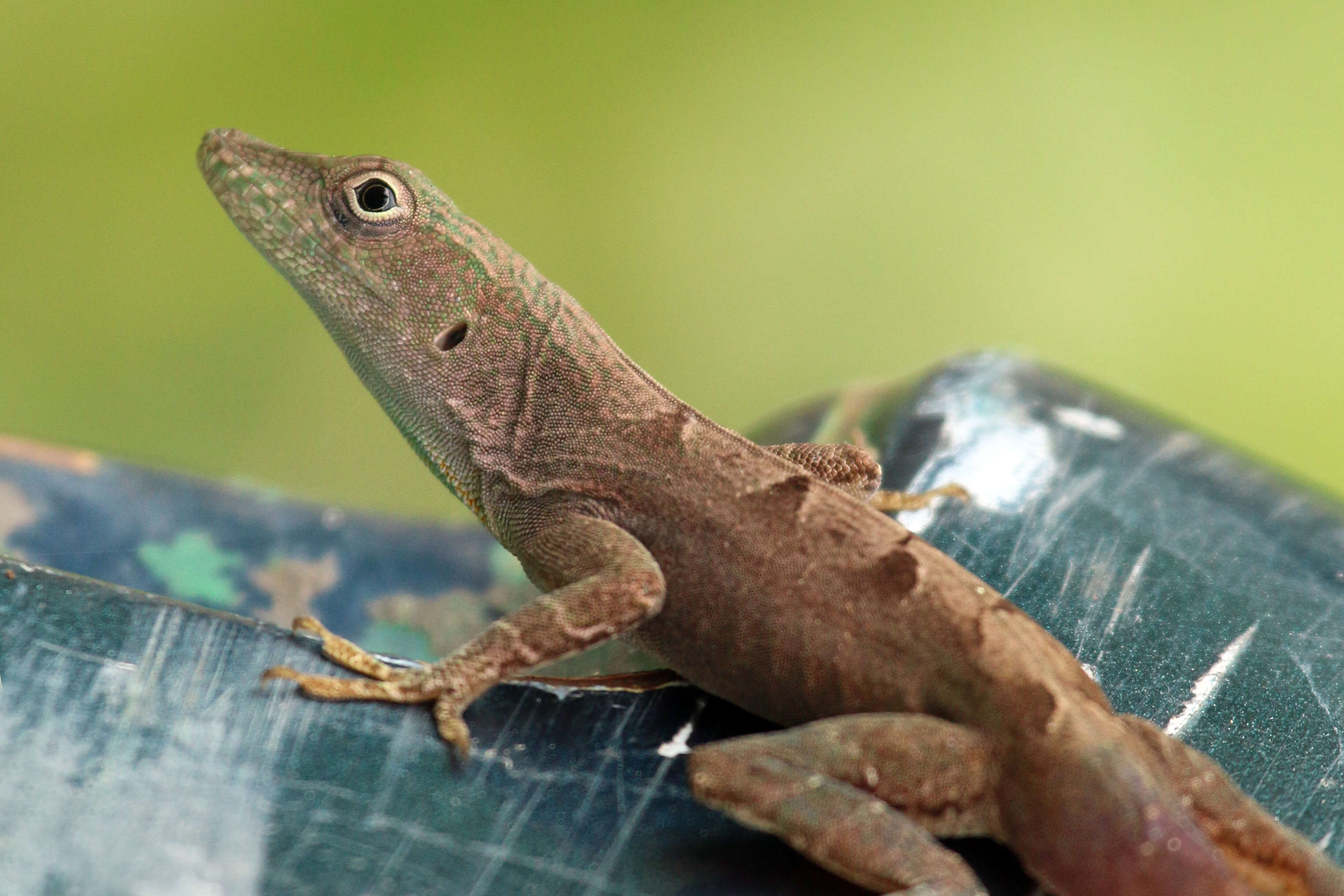 Image of Bahaman brown anole