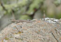 Image de Platysaurus intermedius natalensis Fitzsimons 1948