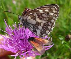 Plancia ëd Zygaena purpuralis Brünnich 1763