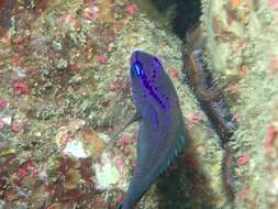 Image of Blacksmith Chromis