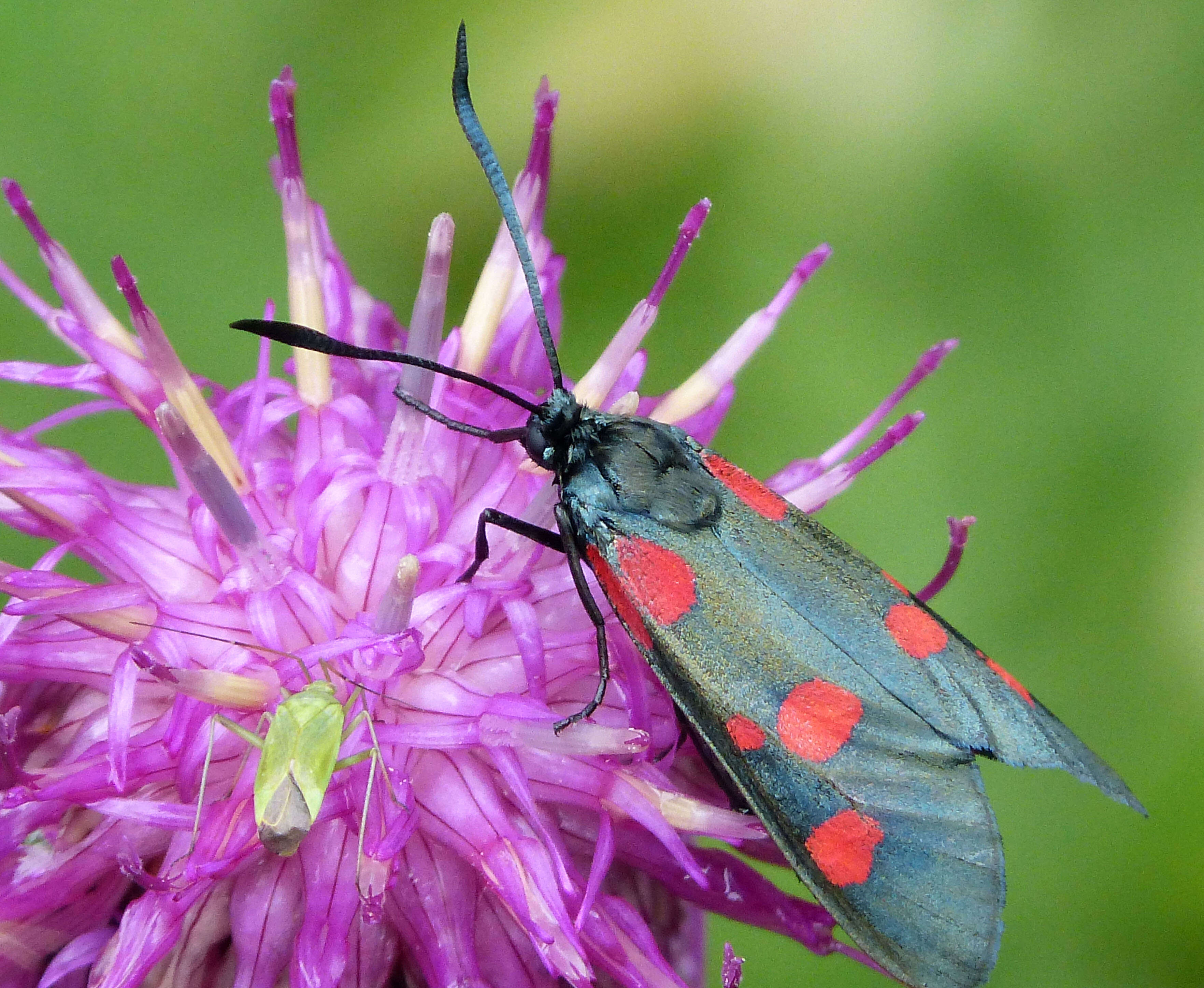 Image of Zygaena lonicerae Scheven 1777