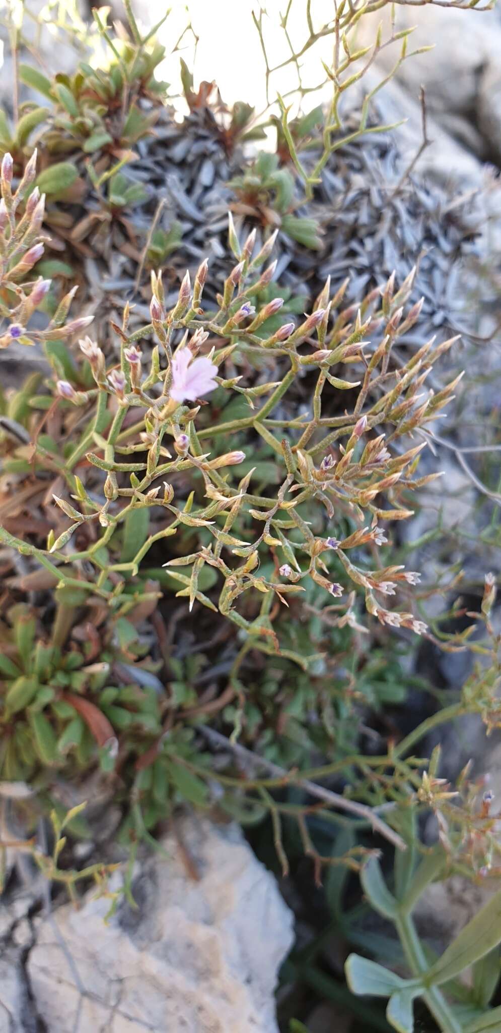 Image of Limonium pontium Pignatti